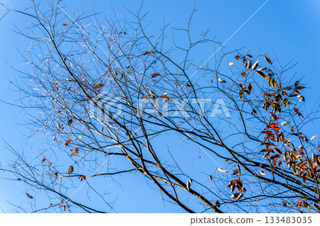 defoliated tree branches 133483035