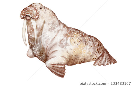 Watercolor Walrus Illustration Watercolor Walrus Illustration 133483167