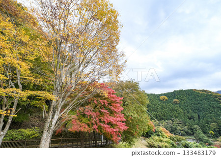 Colorful trees around Miho Dam Park Colorful trees around Miho Dam Park 133483179