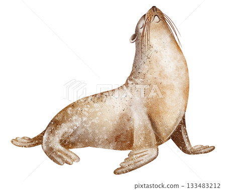 Watercolor Seal Pup Illustration 133483212