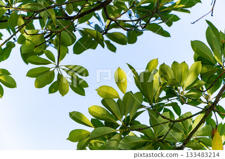 清新的藍天和綠樹 133483214
