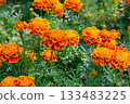 Marigold plant with orange flowers in meadow. Garden decor. Blooming decoration plants. 133483225