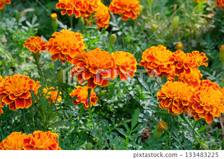 Marigold plant with orange flowers in meadow. Garden decor. Blooming decoration plants. Marigold plant with orange flowers in meadow. Garden decor. Blooming decoration plants. 133483225