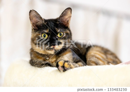 薩比貓 薩比貓 133483230