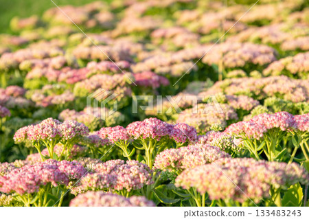 a field of sedum in the rays of the setting sun. Sedum Herbstfreude or Hylotelephium or Stonecrop Autumn Joy flowers 133483243