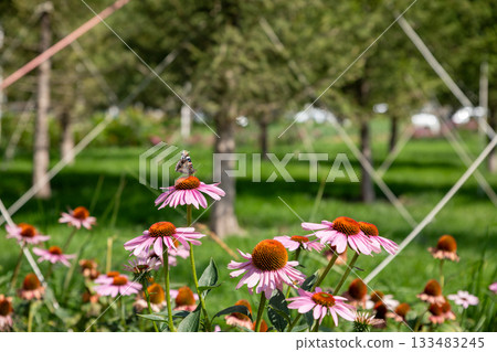 Echinacea purpurea and butterfly. Colorful flowers attract a butterfly in lush green garden 133483245