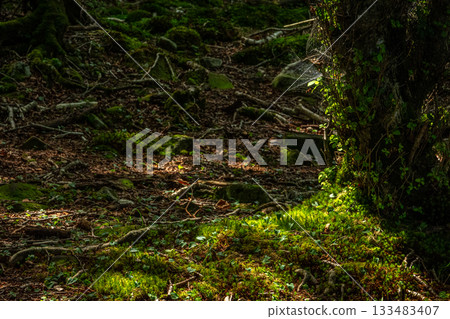 Moss and roots on the ground, bathed in sunlight filtering through the trees, in the forest around Konuma, Mount Akagi, Gunma Prefecture Moss and roots on the ground, bathed in sunlight filtering through the trees, in the forest around Konuma, Mount Akagi, Gunma Prefecture 133483407
