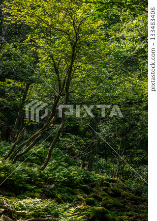 The forest around Konuma, Mount Akagi in Gunma Prefecture, with summer sunlight filtering through the trees and mossy deep greenery 133483408