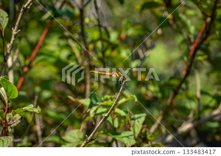 Close-up of a dragonfly perched on a branch amidst vibrant summer greenery Close-up of a dragonfly perched on a branch amidst vibrant summer greenery 133483417