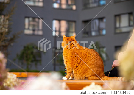 A large, plump, cute ginger cat named Croissant, wearing a harness and leash, is walking with his owner in the courtyard of a modern residential complex. Rear view 133483492
