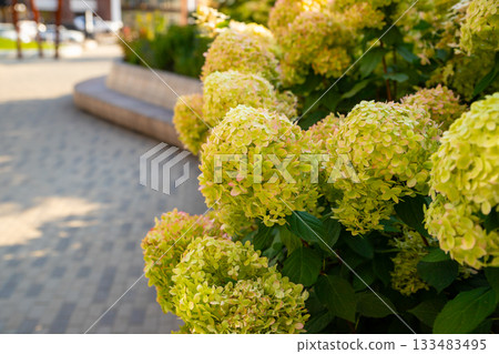 Paniculata autumn green hydrangea. Large clusters of green yellowish hydrangea flowers fill garden. Close up view Paniculata autumn green hydrangea. Large clusters of green yellowish hydrangea flowers fill garden. Close up view 133483495
