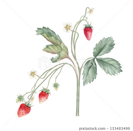 Composition with Wild Strawberry branches and white flower . Hand drawn watercolor illustration of Woodland strawberry plant green leaves and red wild berries on isolated background. 133483499