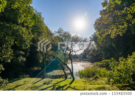 Backlit forest and pond landscape Backlit forest and pond landscape 133483500