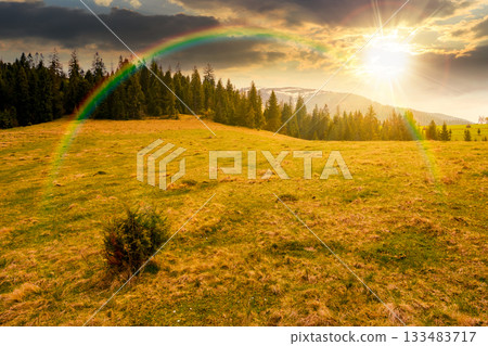 mountain landscape with spruce forest in spring at sunset. green meadow on the hill in evening light. distant range with peaks in snow under sky with clouds and rainbow. beautiful countryside scenery 133483717