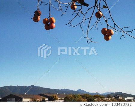 Autumn sky, Shikoku Mountains, and persimmons bathed in the morning sun (persimmon tree in the grounds of the rice field god) Autumn sky, Shikoku Mountains, and persimmons bathed in the morning sun (persimmon tree in the grounds of the rice field god) 133483722