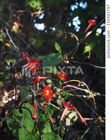 朱紅丸原紅花（弘法大師館的丸原紅草） 133483797