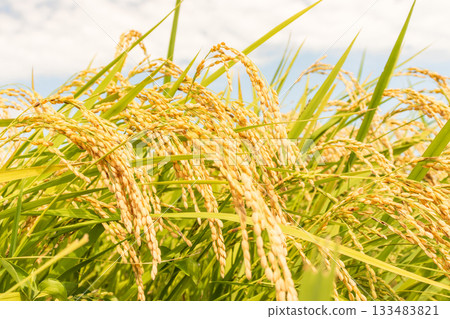 Autumn scenery_Ripe rice ears 133483821
