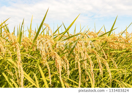 秋景_成熟的稻穗 秋景_成熟的稻穗 133483824