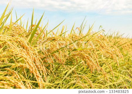 秋景_成熟的稻穗 133483825