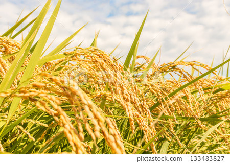 秋景_成熟的稻穗 秋景_成熟的稻穗 133483827