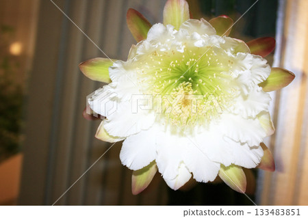 夜來香和仙人掌花 133483851