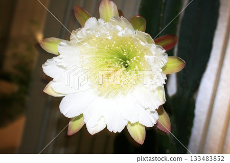 Night-blooming beauties and cactus flowers 133483852