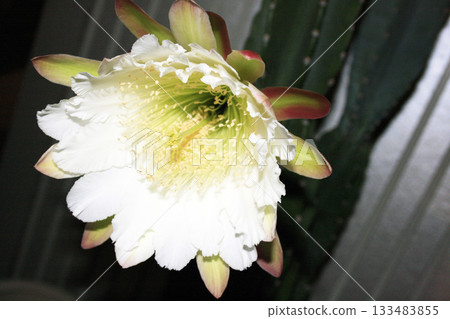 夜來香和仙人掌花 133483855