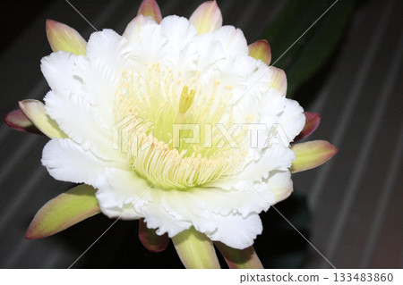 Night-blooming beauties and cactus flowers Night-blooming beauties and cactus flowers 133483860