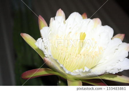 夜來香和仙人掌花 133483861