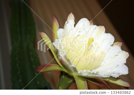 Night-blooming beauties and cactus flowers Night-blooming beauties and cactus flowers 133483862