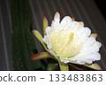 Night-blooming beauties and cactus flowers 133483863