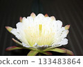 Night-blooming beauties and cactus flowers 133483864