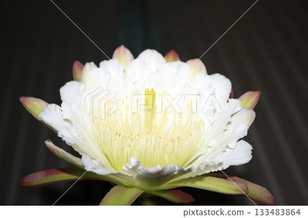 Night-blooming beauties and cactus flowers 133483864