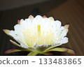 Night-blooming beauties and cactus flowers 133483865