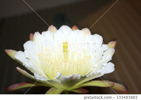 夜來香和仙人掌花 夜來香和仙人掌花 133483865