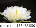 Night-blooming beauties and cactus flowers 133483866