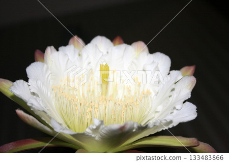 Night-blooming beauties and cactus flowers Night-blooming beauties and cactus flowers 133483866
