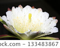 Night-blooming beauties and cactus flowers 133483867