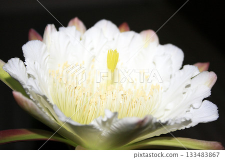 Night-blooming beauties and cactus flowers Night-blooming beauties and cactus flowers 133483867