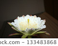 Night-blooming beauties and cactus flowers 133483868