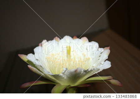Night-blooming beauties and cactus flowers Night-blooming beauties and cactus flowers 133483868