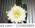 Night-blooming beauties and cactus flowers 133483869