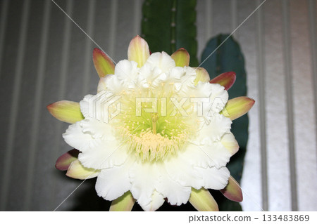 Night-blooming beauties and cactus flowers Night-blooming beauties and cactus flowers 133483869