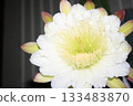 Night-blooming beauties and cactus flowers 133483870