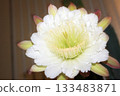 Night-blooming beauties and cactus flowers 133483871