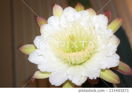 Night-blooming beauties and cactus flowers Night-blooming beauties and cactus flowers 133483871