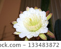 Night-blooming beauties and cactus flowers 133483872