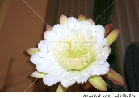 夜來香和仙人掌花 夜來香和仙人掌花 133483872