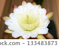 Night-blooming beauties and cactus flowers 133483873