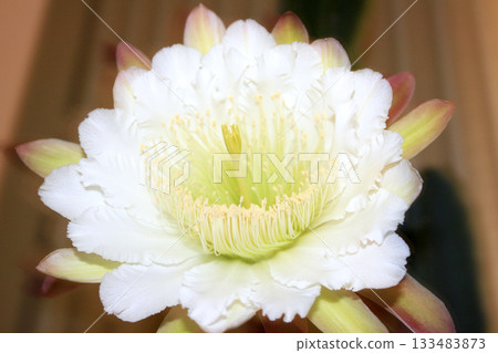 Night-blooming beauties and cactus flowers Night-blooming beauties and cactus flowers 133483873